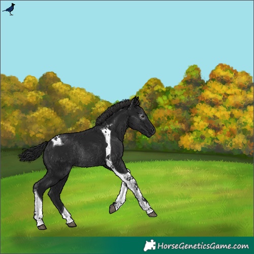 Horse Color:Gray Black Tobiano Rabicano