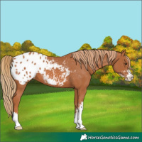 Horse Color:Chestnut Sabino Appaloosa 