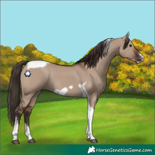 Horse Color:Liver Red Dun Tobiano Frame 