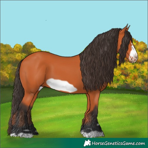 Horse Color:Bay Frame 