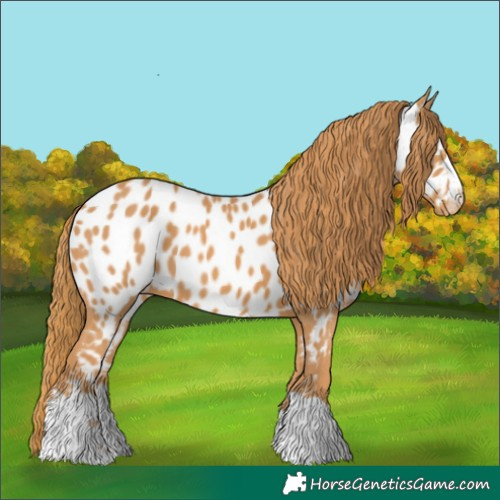 Horse Color:Chestnut Appaloosa