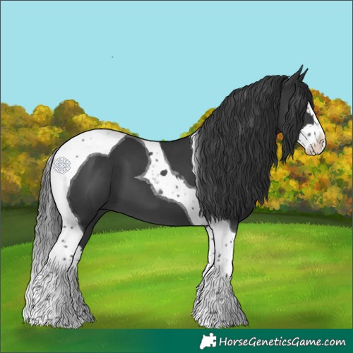 Horse Color:Black Splash Tobiano