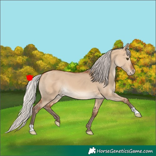Horse Color:Silver Bay Dun Appaloosa