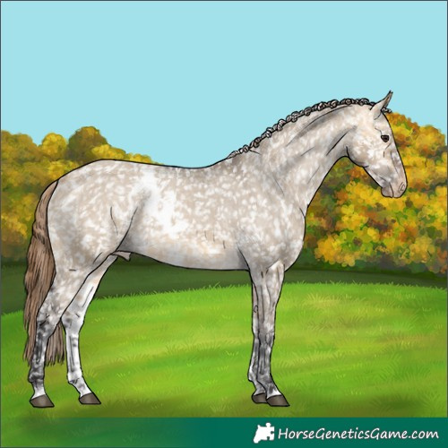 Horse Color:Buckskin Dun Skewed Appaloosa 