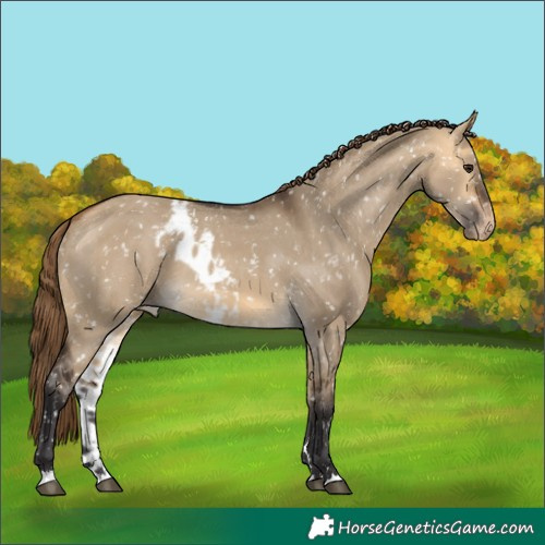 Horse Color:Buckskin Dun Skewed Appaloosa