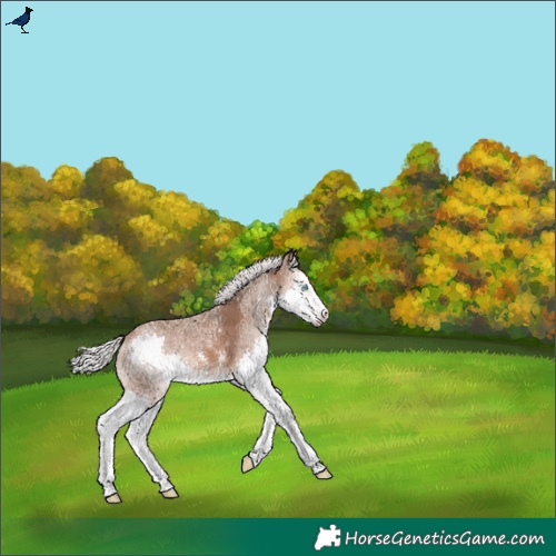 Horse Color:Silver Brown Sabino Splash Appaloosa 