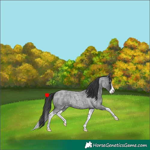 Horse Color:Blue Roan Splash