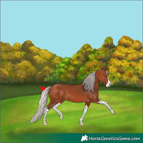 Horse Color:Silver Bay Splash 