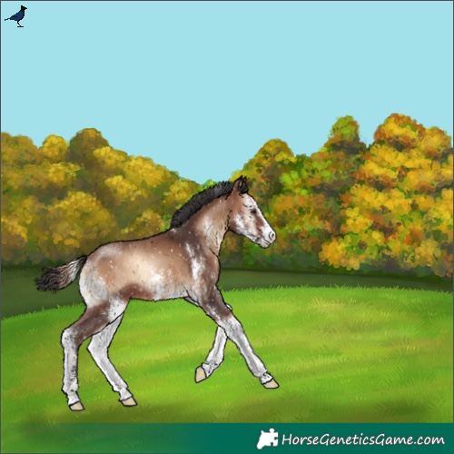 Horse Color:Brown Onyx Sabino Appaloosa