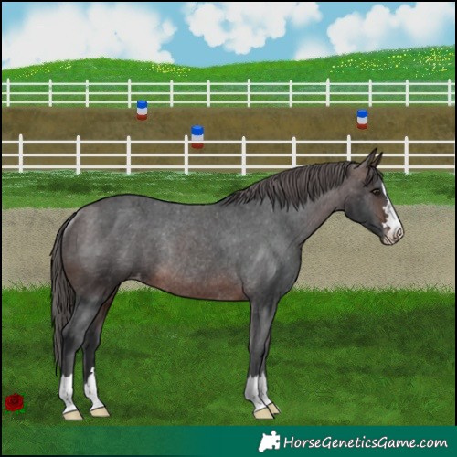 Horse Color:Brown Appaloosa Rabicano 
