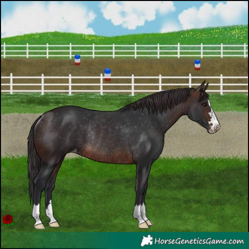 Horse Color:Brown Appaloosa Rabicano 