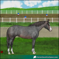 Horse Color:Brown Varnish Rabicano
