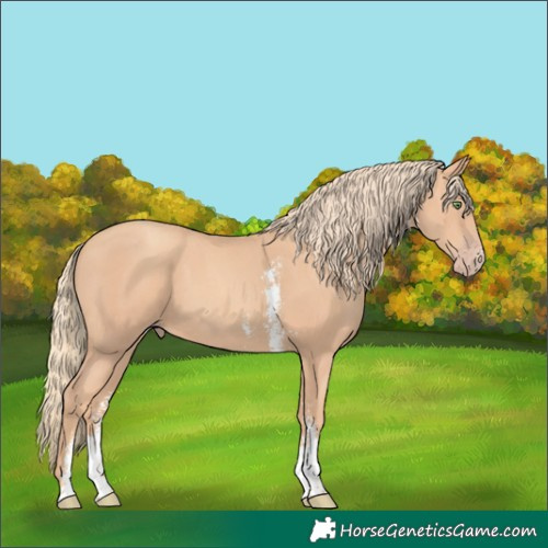 Horse Color:Gold Champagne Sabino 