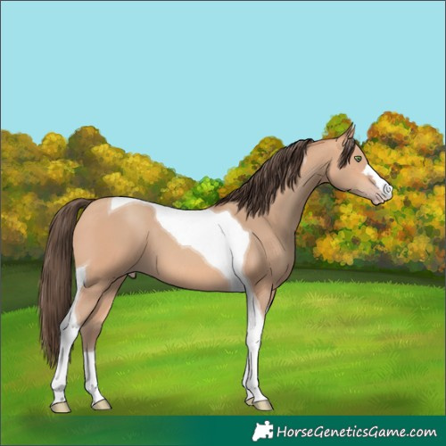 Horse Color:Amber Champagne Tobiano 