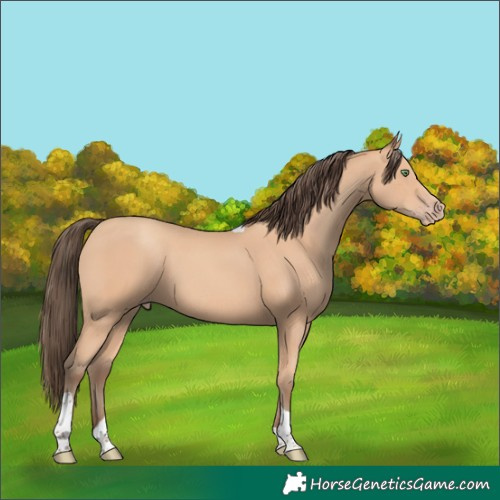 Horse Color:Amber Champagne Tobiano 