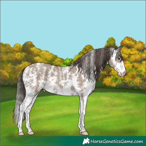 Horse Color:Classic Champagne Sabino 