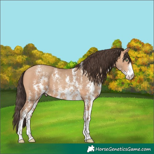 Horse Color:Amber Champagne Sabino