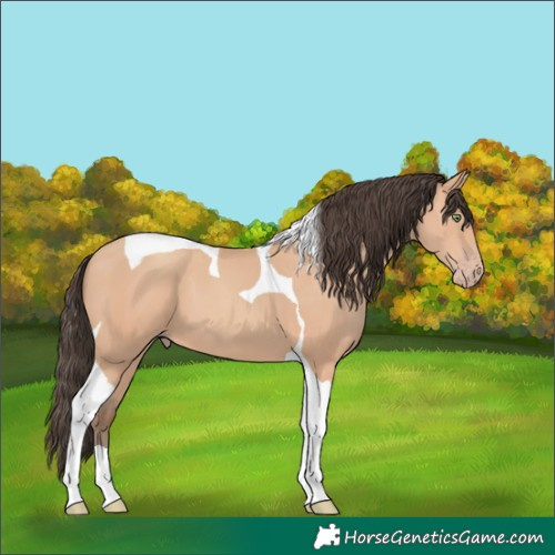 Horse Color:Amber Champagne Tobiano 