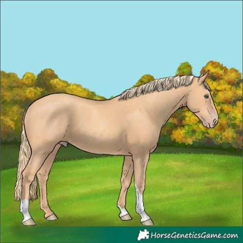 Horse Color:Gold Champagne Tobiano 