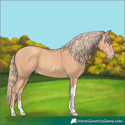 Horse Color:Gold Champagne Tobiano 