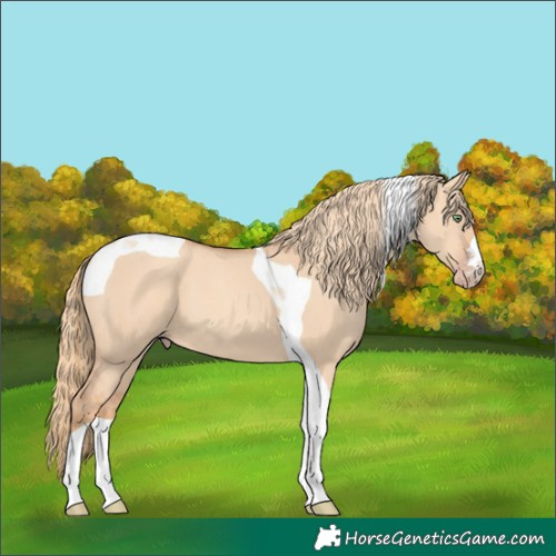 Horse Color:Gold Champagne Dun Tobiano 