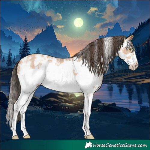Horse Color:Amber Champagne Sabino Frame Rabicano 