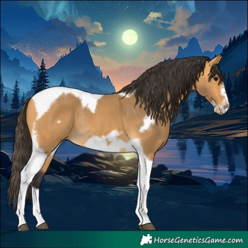 Horse Color:Buckskin Tobiano Frame Rabicano 