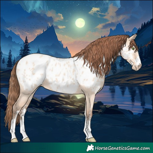 Horse Color:Amber Champagne Dun Sabino Appaloosa Rabicano 