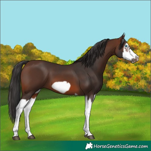 Horse Color:Brown Splash Frame