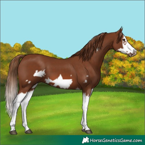 Horse Color:Chestnut Splash Frame
