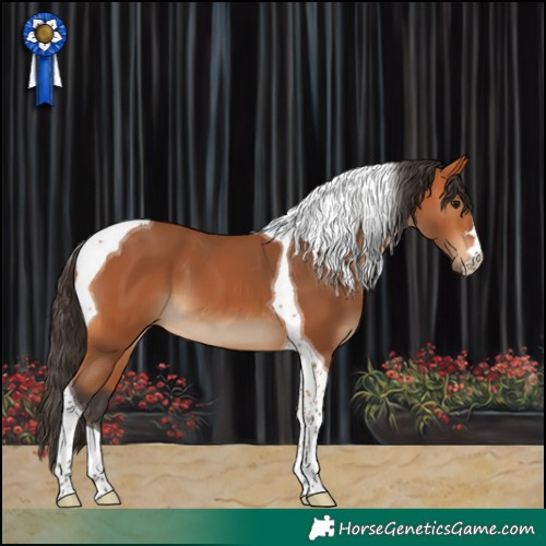 Horse Color:Bay Tobiano 