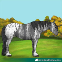 Horse Color:Black Ice Blanket