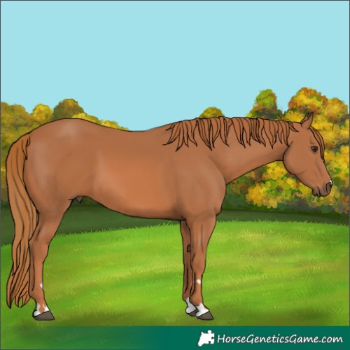Horse Color:Chestnut 