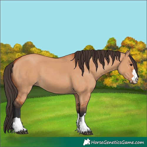 Horse Color:Bay Dun 