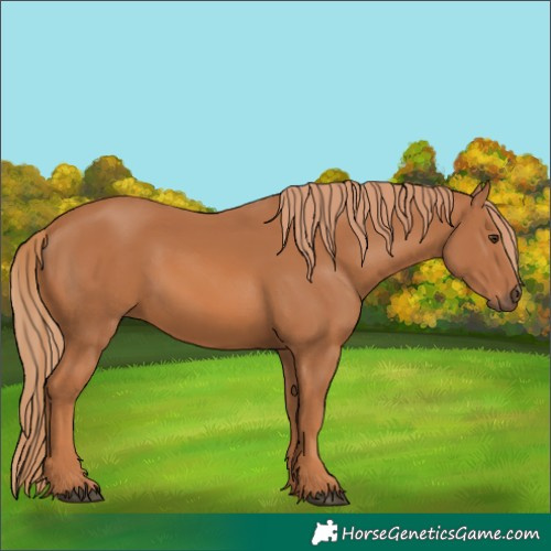 Horse Color:Chestnut 