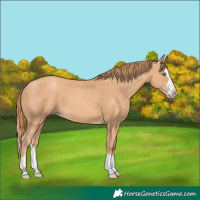Horse Color:Gold Champagne Splash