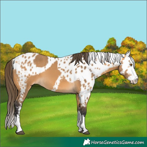 Horse Color:Buckskin Splash Skewed Appaloosa 
