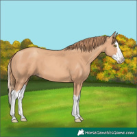 Horse Color:Gold Champagne Splash