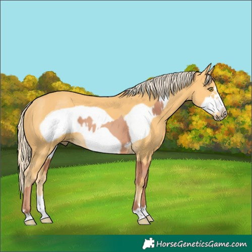 Horse Color:Gold Champagne Frame and Palomino Frame