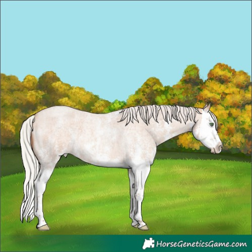 Horse Color:Silver Amber Champagne Roan Sabino Splash 