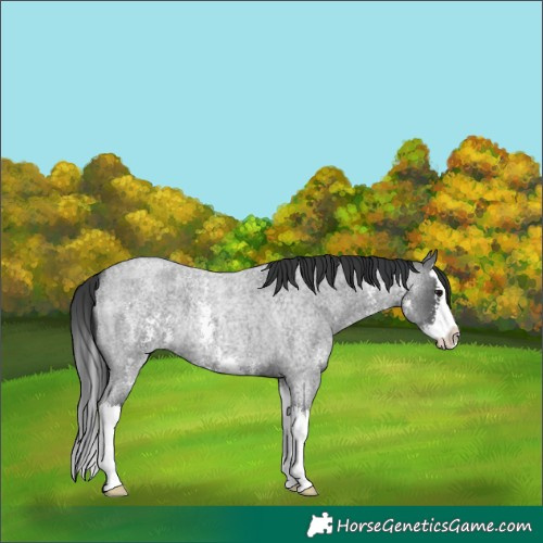Horse Color:Blue Roan Sabino Splash 