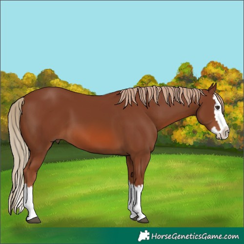 Horse Color:Chestnut Splash 