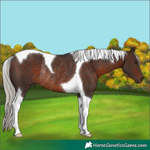 Horse Color:Silver Brown Tobiano Rabicano