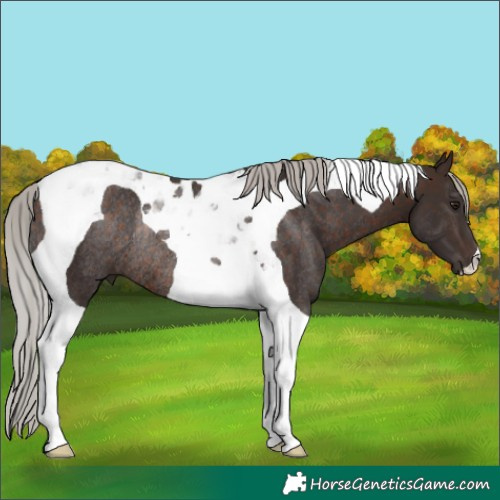 Horse Color:Silver Brown Tobiano Rabicano 