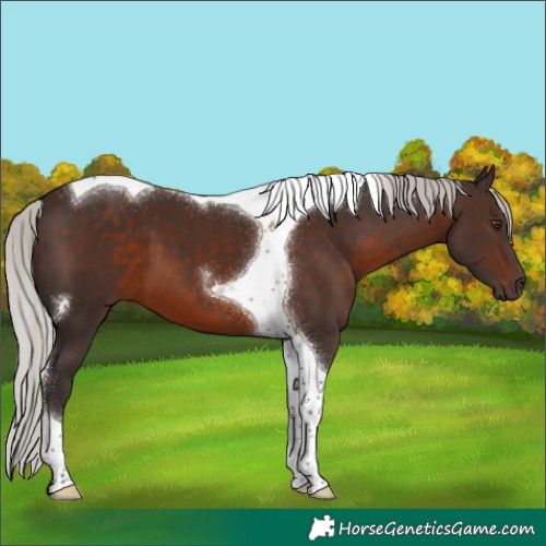 Horse Color:Silver Brown Tobiano 
