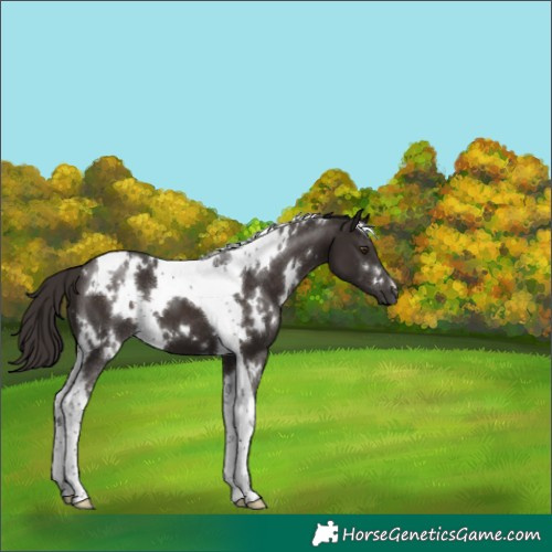 Horse Color:White Spotted Liver Chestnut Tobiano