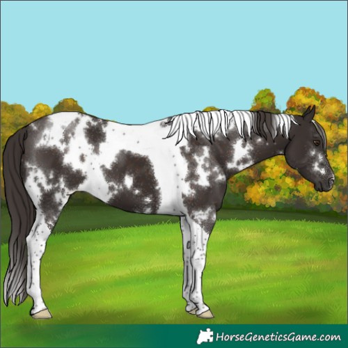 Horse Color:White Spotted Liver Chestnut Tobiano 