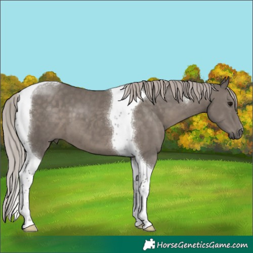 Horse Color:Silver Black Tobiano 