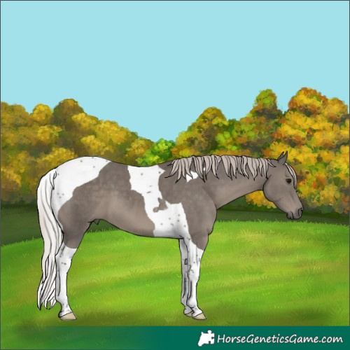 Horse Color:Silver Black Tobiano 
