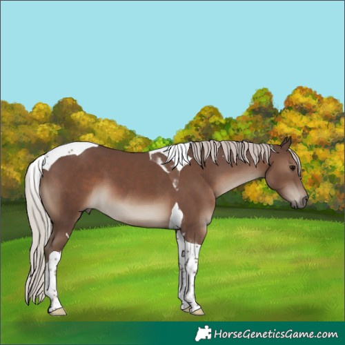 Horse Color:Silver Black Tobiano 
